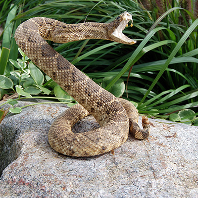 Rattlesnake Bite